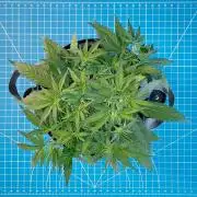 A Particular Orion F1