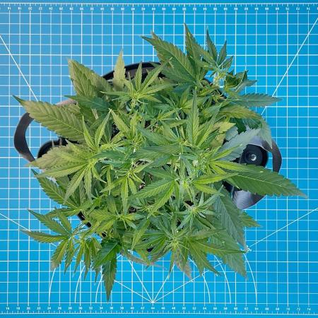 A Particular Orion F1