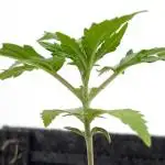 Medusa F1 #2: Direct in Final Fabric Pot