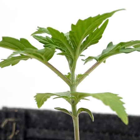 Medusa F1 #2: Direct in Final Fabric Pot