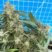 Medusa F1 #2: Direct in Final Fabric Pot