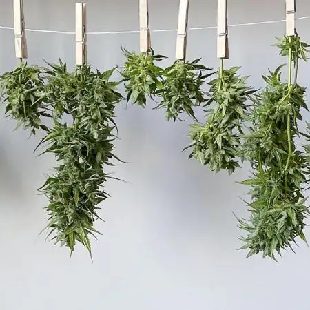 Quick Ones Winter Window Grow