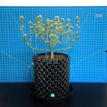Solitary Watermelon Auto