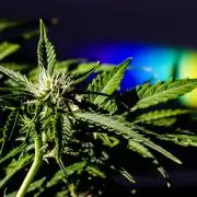 A Particular Orion F1