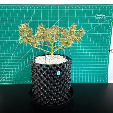 Solo Gaia F1