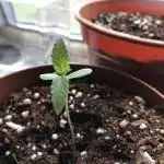 White widow indoor grow