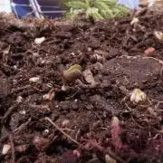 Zamnesia Solar Panel