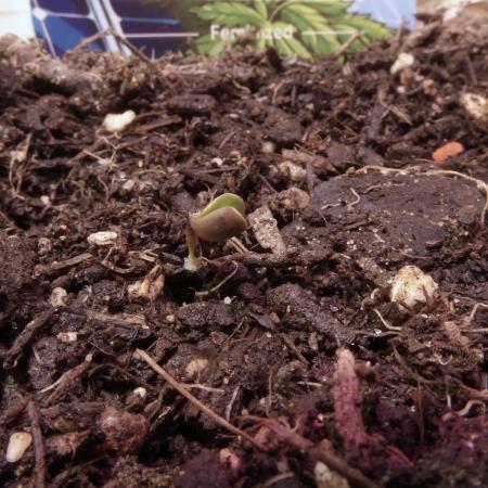 Zamnesia Solar Panel