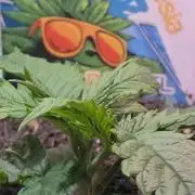 Zamnesia Solar Panel