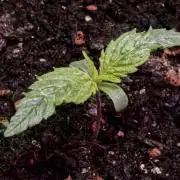 Zamnesia Solar Panel