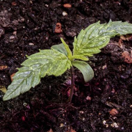 Zamnesia Solar Panel