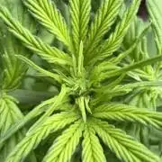 Caramellow Kush Auto