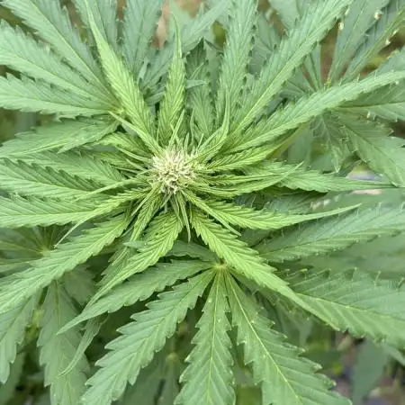 Caramellow Kush Auto