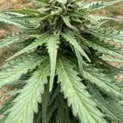 Caramellow Kush Auto