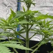 Afghan Kush