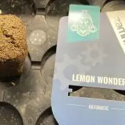 Lemon Wonder (Auto)