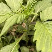 Caramellow Kush Auto