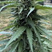 Caramellow Kush Auto