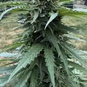 Caramellow Kush Auto