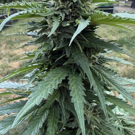 Caramellow Kush Auto