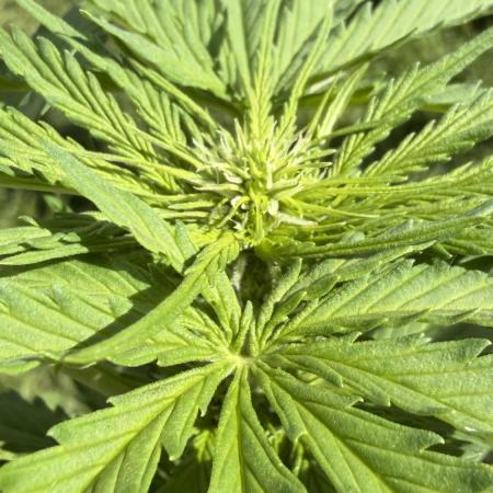 Caramellow Kush Auto
