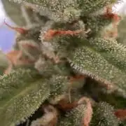 Caramellow Kush Auto