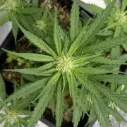 Afghan Kush