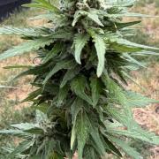 Caramellow Kush Auto