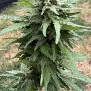 Caramellow Kush Auto