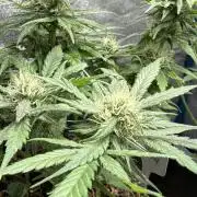 Afghan Kush
