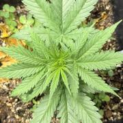 Afghan Kush