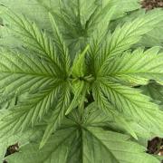 Afghan Kush