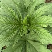 Afghan Kush