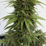 Caramellow Kush Auto