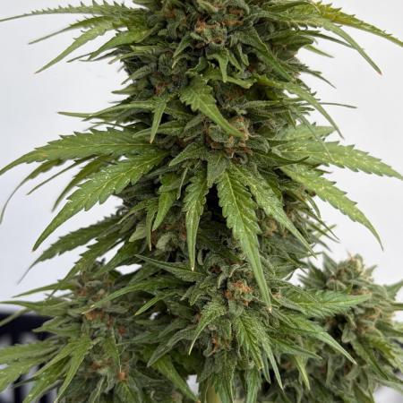 Caramellow Kush Auto