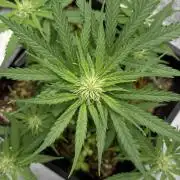 Afghan Kush