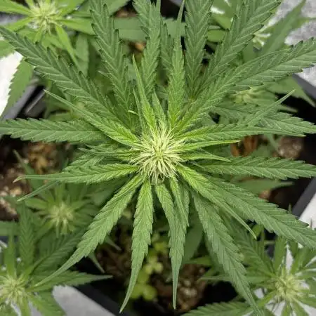 Afghan Kush