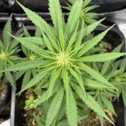 Afghan Kush