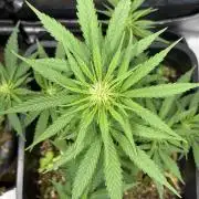 Afghan Kush
