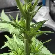 Afghan Kush