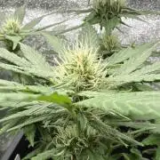 Afghan Kush