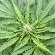 Caramellow Kush Auto