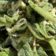 Caramellow Kush Auto