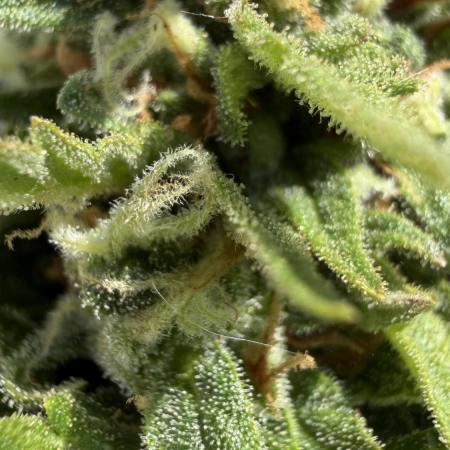 Caramellow Kush Auto