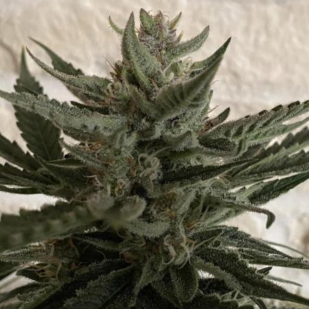 Lemon Wonder (Auto)