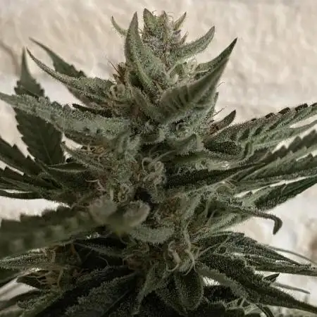 Lemon Wonder (Auto)