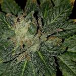 Choc mint og/pheno hunt