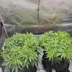 Humboldt blue berry muffin