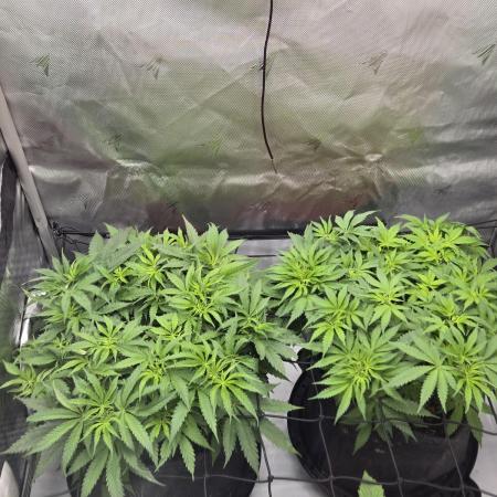 Humboldt blue berry muffin