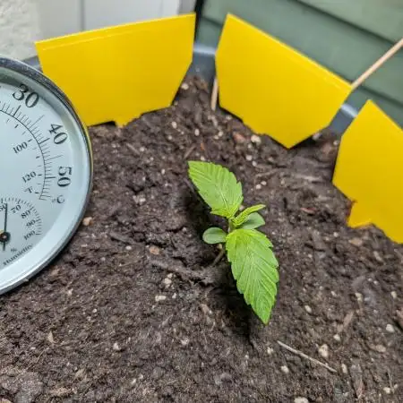 Wedding Cake Topping - First Grow ever